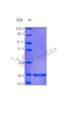 CSB-AP002301HU