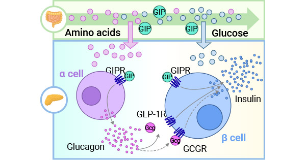 GIP和GLP-1作用于β細胞相應受體GIPR和GLP-1R