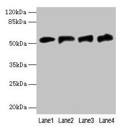 CSB-PA008575LA01HU