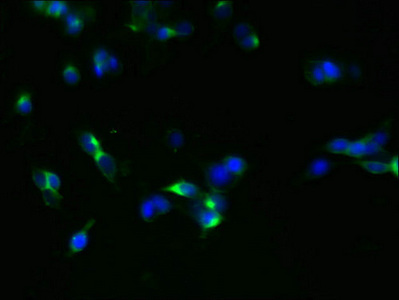 CSB-PA009514YA01HU
