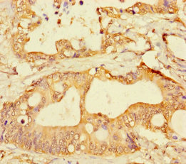 CSB-PA009792LA01HU