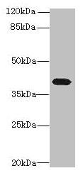 CSB-PA018946LA01HU
