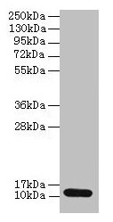 CSB-PA020632HA01HU