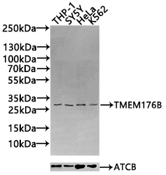 CSB-PA023758LA01HU