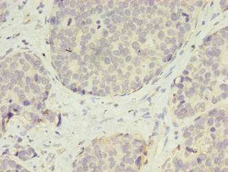 CSB-PA769783EA01HU