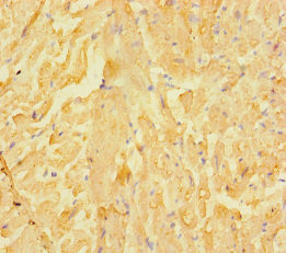 CSB-PA819484LA01HU IHC