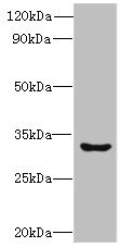 CSB-PA843319LA01HU