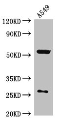 CSB-PA863991LA01HU