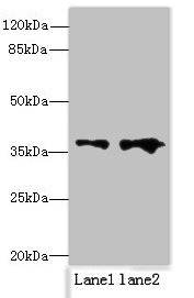 CSB-PA878854HA01HU