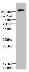 CSB-PA006076ESR1HU