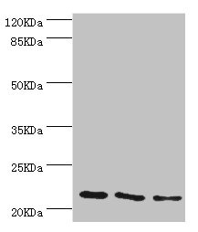 CSB-PA023106DSR1HU