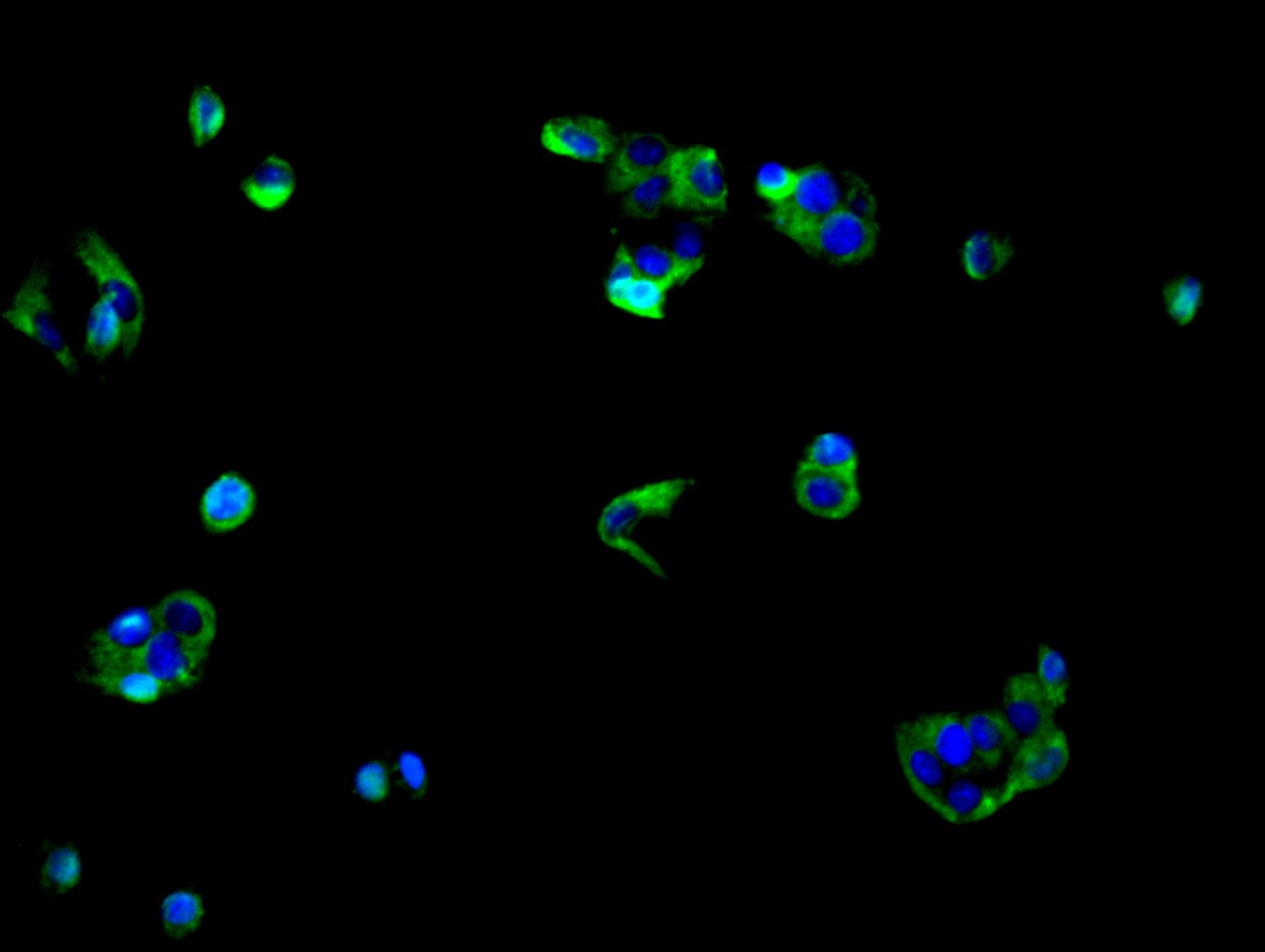 CSB-PA887023ESR1HU
