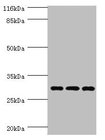 CSB-PA897305DSR1HU