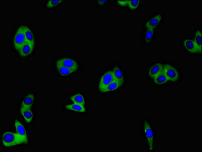 CSB-PA005490LA01HU