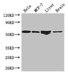 CSB-PA007853LA01HU