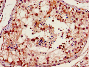 CSB-PA008828HA01HU