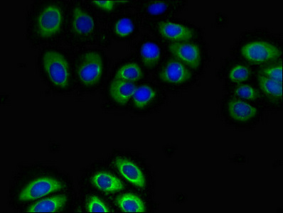 CSB-PA009813LA01HU