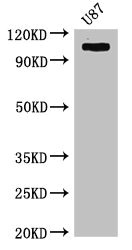 CSB-PA010469LA01HU