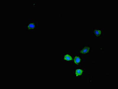 CSB-PA012354LA01HU