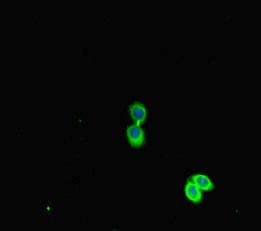 CSB-PA017766HA01HU
