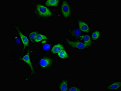 CSB-PA023964LA01HU