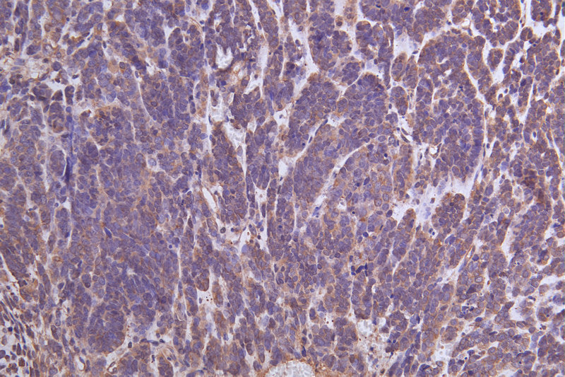 CSB-PA026288LA01HU
