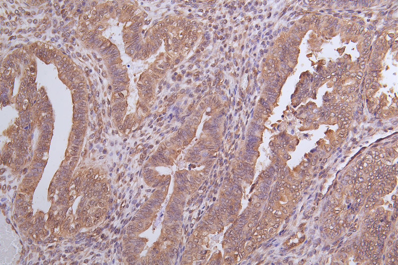 CSB-PA026288LA01HU
