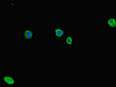 CSB-PA600142LA01HU