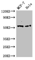 CSB-PA614448LA01HU