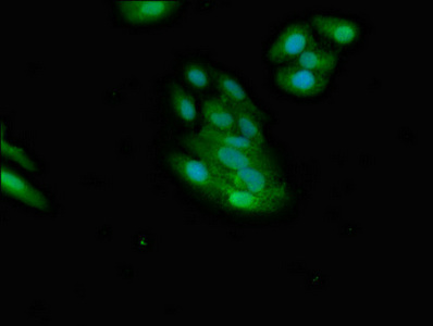CSB-PA618768LA01HU