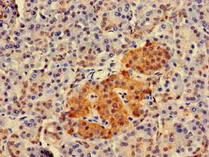 CSB-PA622511LA01HU