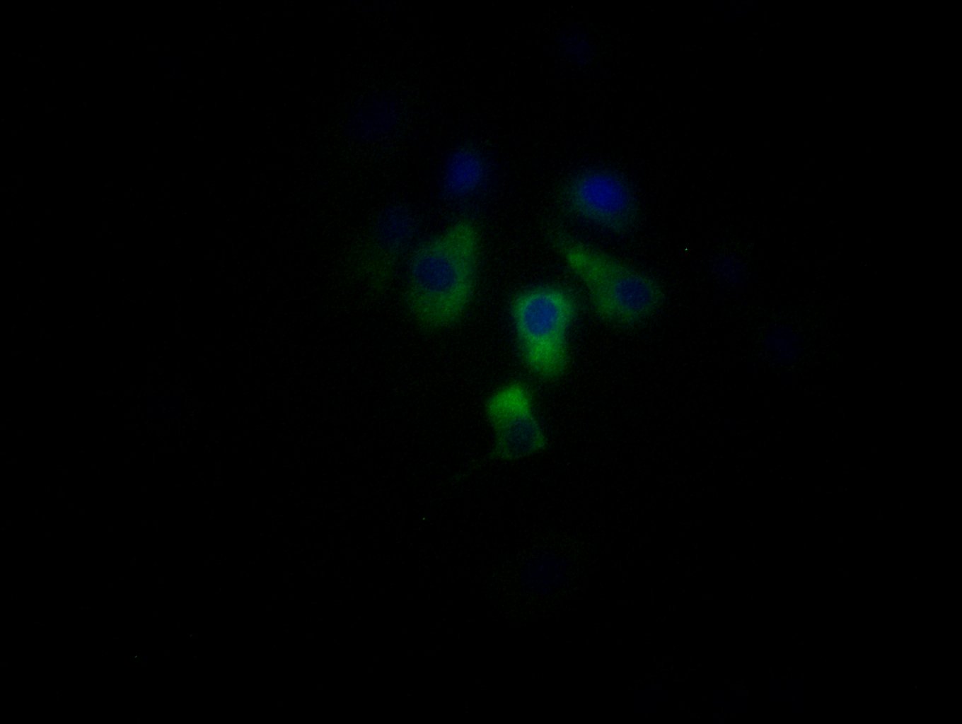 CSB-PA823882LA01HU