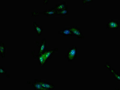 CSB-PA894382LA01HU