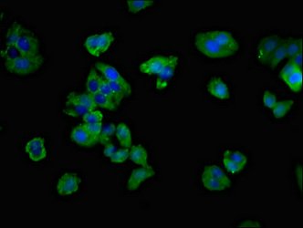 CSB-PA004933LA01HU