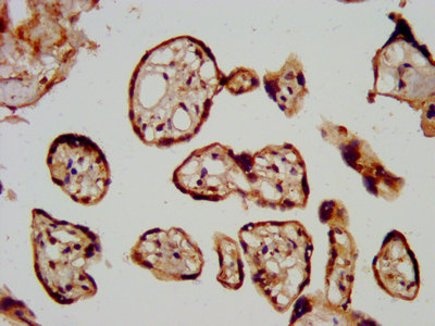 CSB-PA012903LA01HU