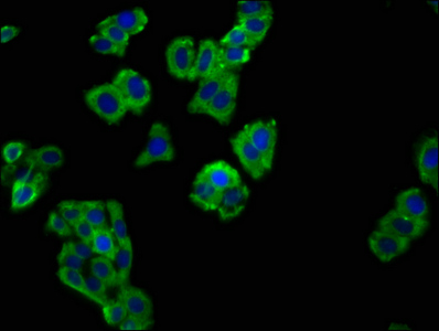 CSB-PA021368LA01HU