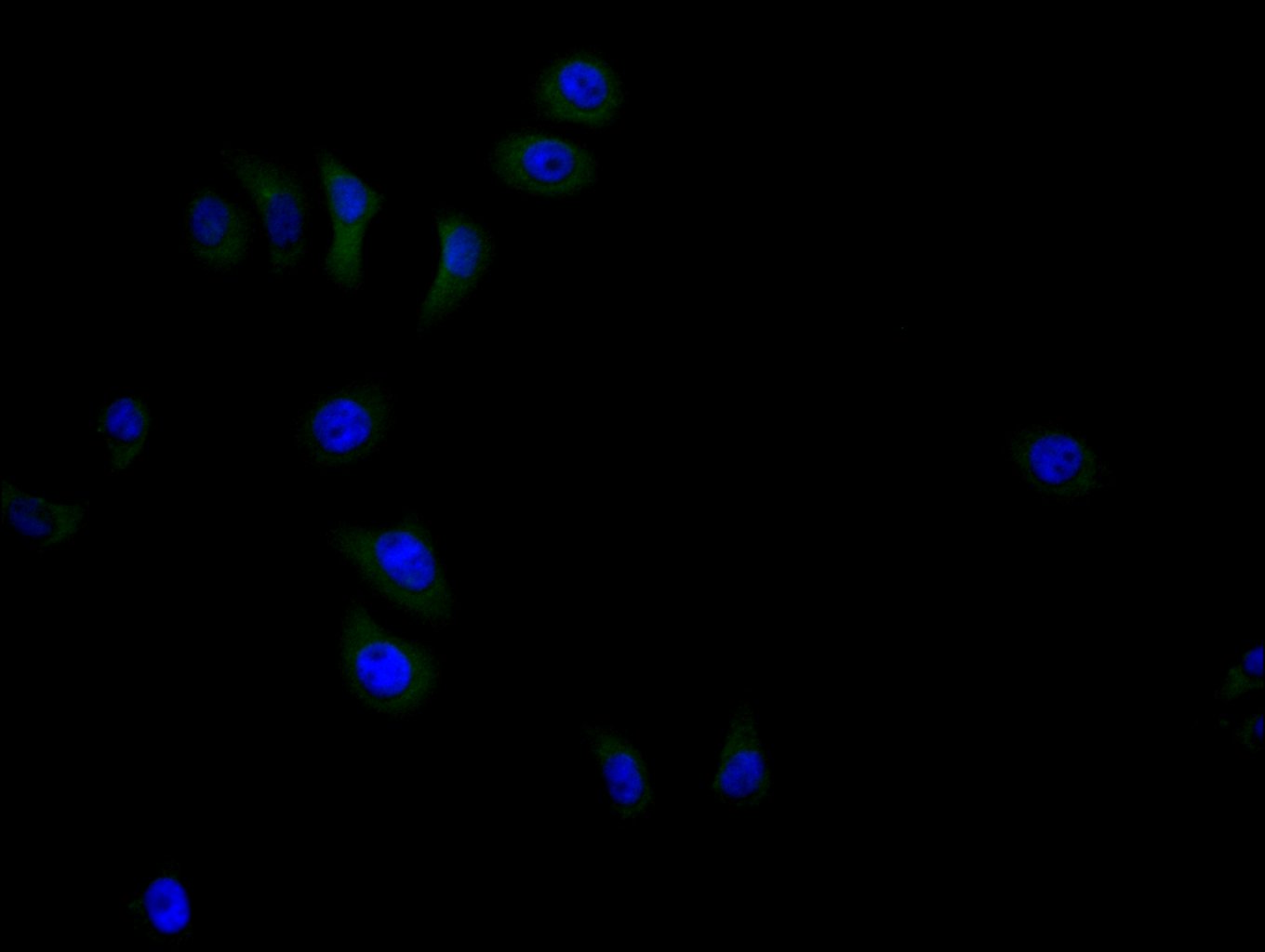 CSB-PA773793LA01HU