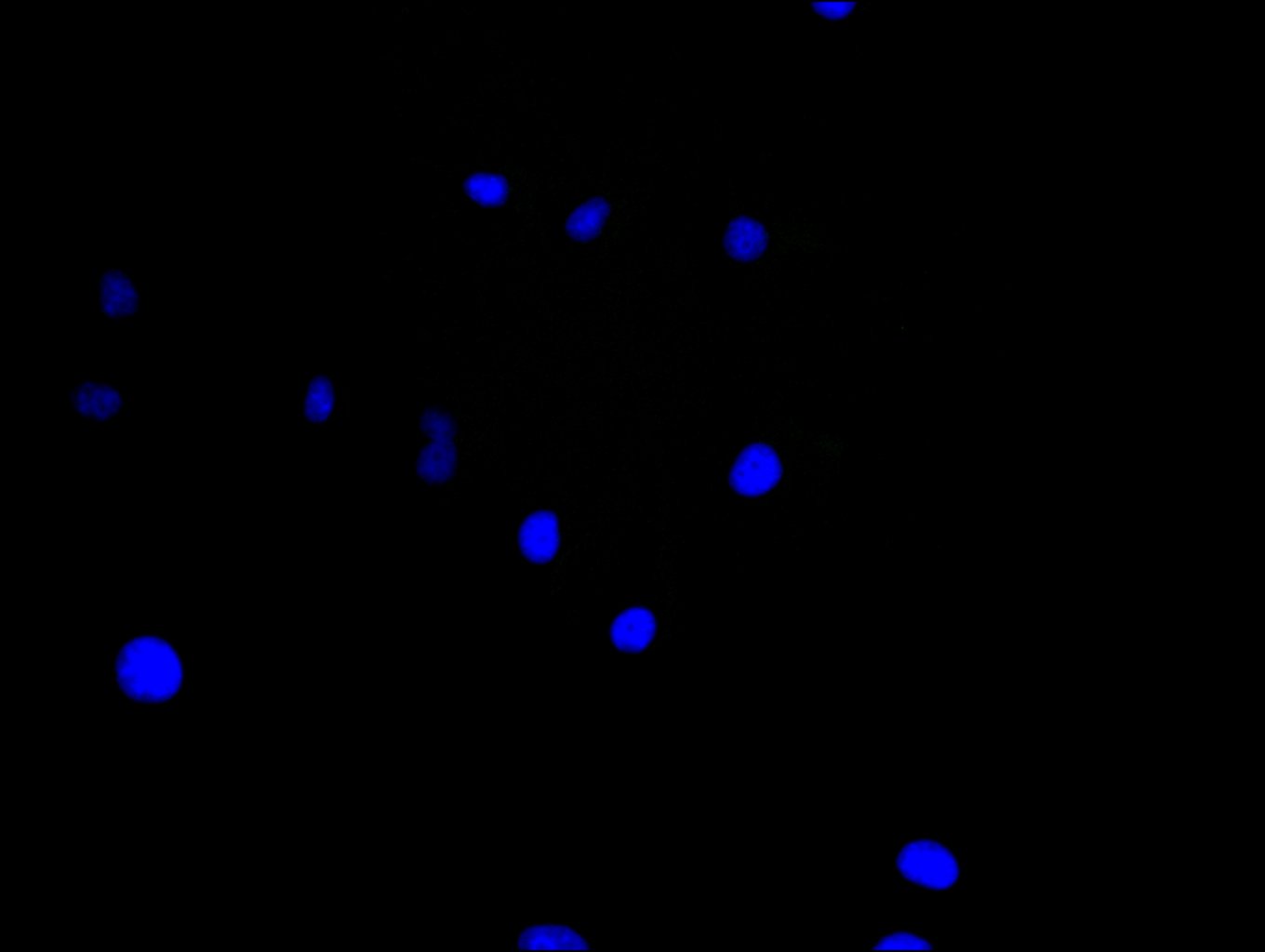 CSB-PA773793LA01HU