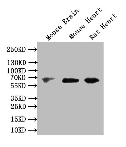 CSB-PA773793LA01HU