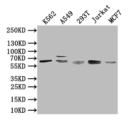 CSB-PA773793LA01HU