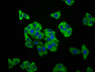 CSB-PA883417LA01HU