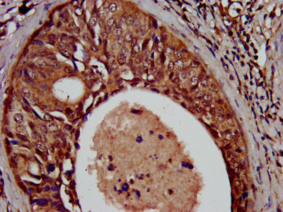 CSB-PA883417LA01HU