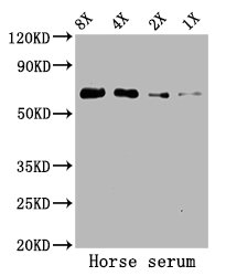 CSB-PA00040E1Rb WB