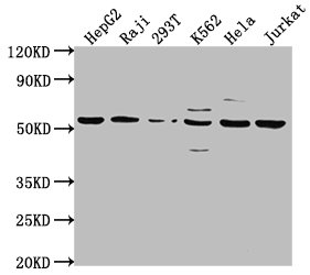 CSB-PA004486LA01HU