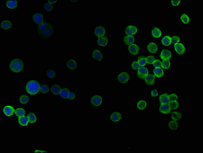 CSB-PA009018PA01HU