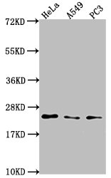 CSB-PA017766HA01HU