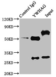 CSB-PA026288LA01HU