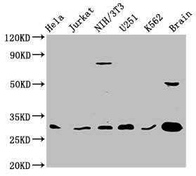 CSB-PA026288LA01HU