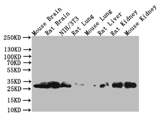 CSB-PA026288LA01HU