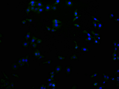 CSB-PA744137LA01HU